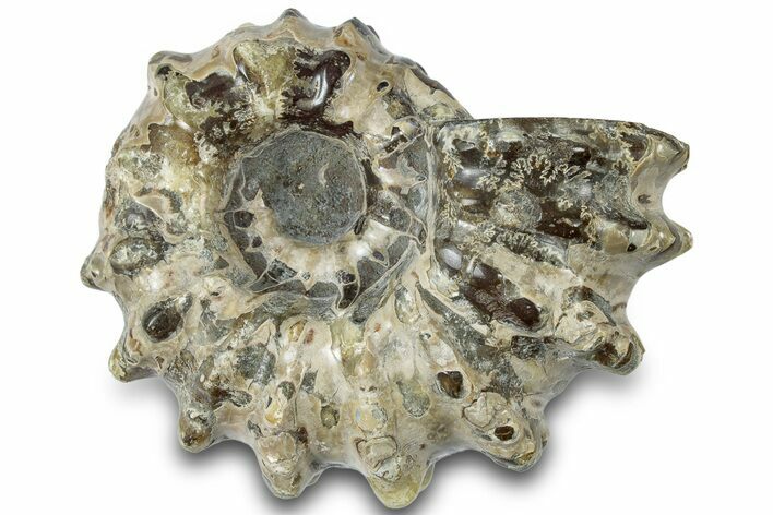 Bumpy Ammonite (Douvilleiceras) Fossil - Madagascar #308896